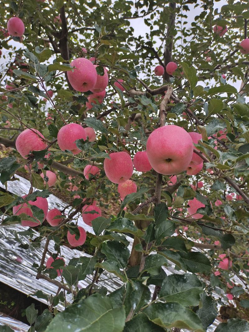 精品苹果红富士冰糖心苹果货源充足量大从优欢迎咨询