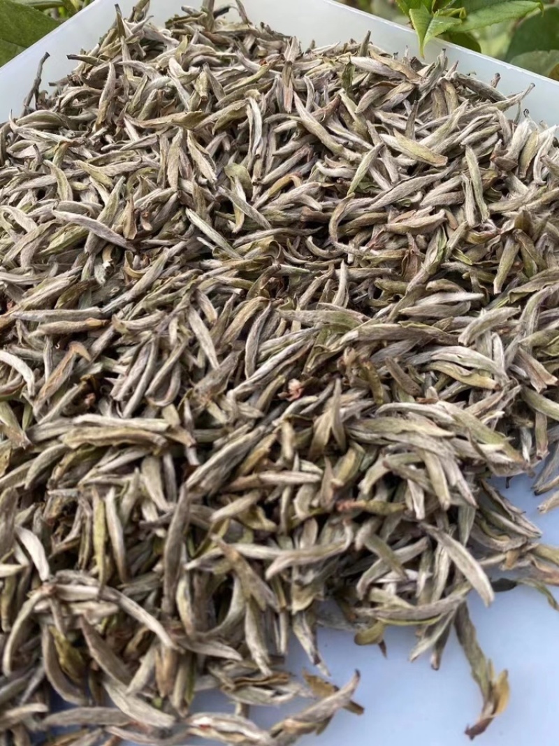 白毫银针老银针米芽回味浓郁清甜非常不错的一款银针