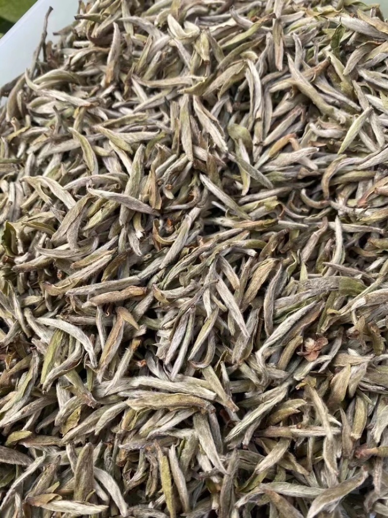 白毫银针老银针米芽回味浓郁清甜非常不错的一款银针