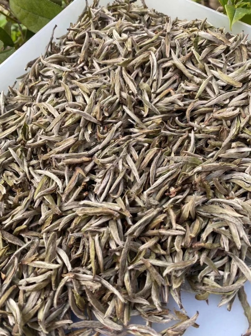 白毫银针老银针米芽回味浓郁清甜非常不错的一款银针