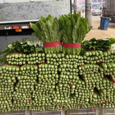 河北油麦菜叶片鲜绿质量有保证常年供应各大市场超市