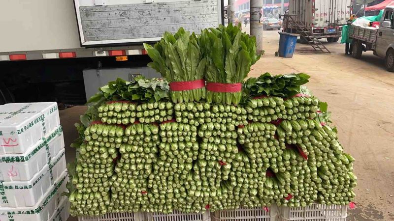 河北油麦菜叶片鲜绿质量有保证常年供应各大市场超市