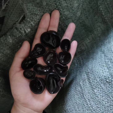 东北黑木耳各种档位秋耳，黑山，全都有货性价比高