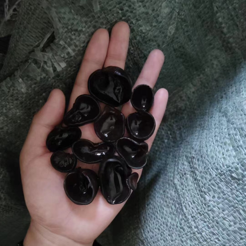 东北黑木耳各种档位秋耳，黑山，全都有货性价比高