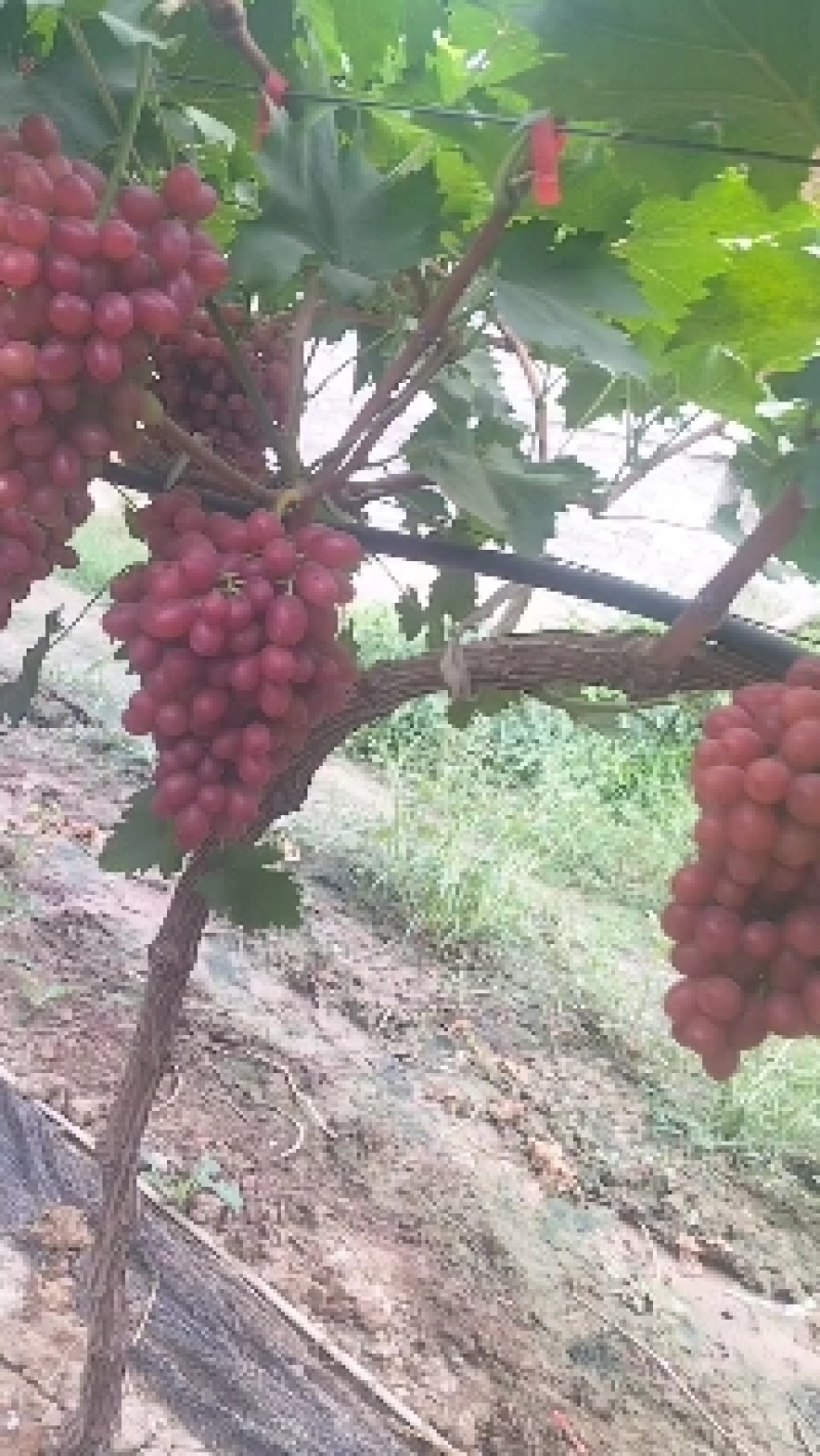 陕西雨棚克伦生颜色红颗粒大口感脆甜整车代发欢迎踩购。