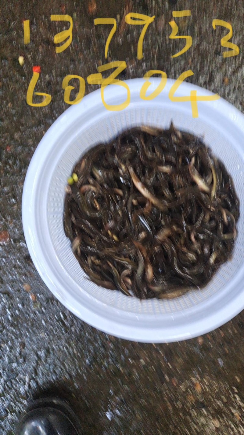 泥鳅