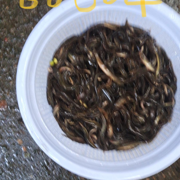 泥鳅