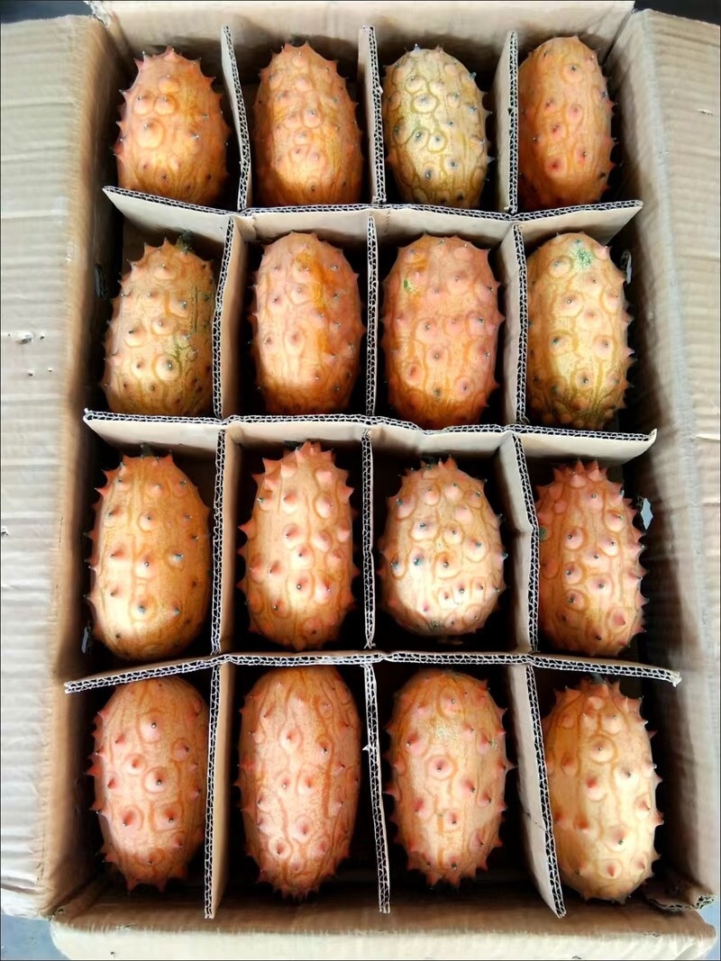 火参果刺角瓜
