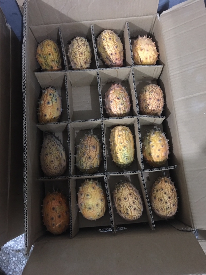 火参果刺角瓜