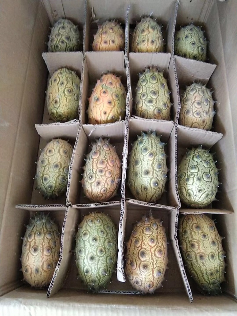 火参果刺角瓜
