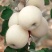 新品种富士白苹果树苗奶油苹果苗独特奶香味抗旱抗寒果树当年