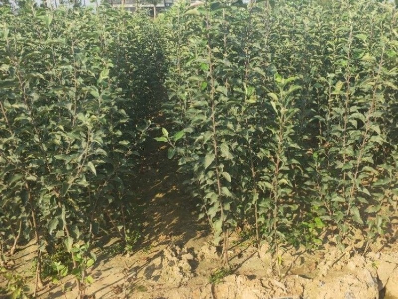 新品种富士白苹果树苗奶油苹果苗独特奶香味抗旱抗寒果树当年