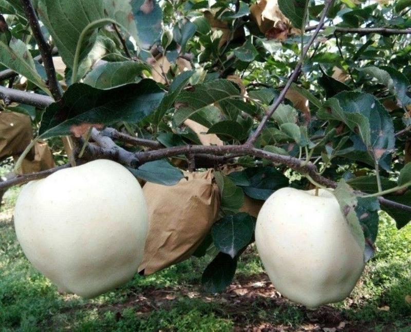 新品种富士白苹果树苗奶油苹果苗独特奶香味抗旱抗寒果树当年