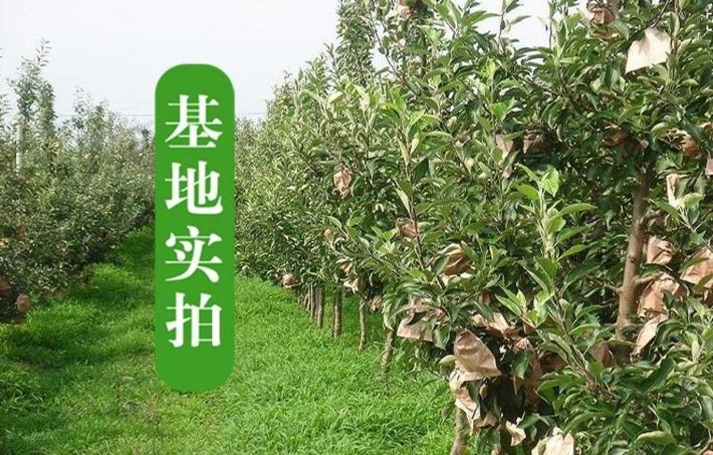 新品种富士白苹果树苗奶油苹果苗独特奶香味抗旱抗寒果树当年