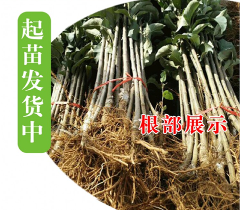 新品种富士白苹果树苗奶油苹果苗独特奶香味抗旱抗寒果树当年