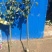 新品种富士白苹果树苗奶油苹果苗独特奶香味抗旱抗寒果树当年