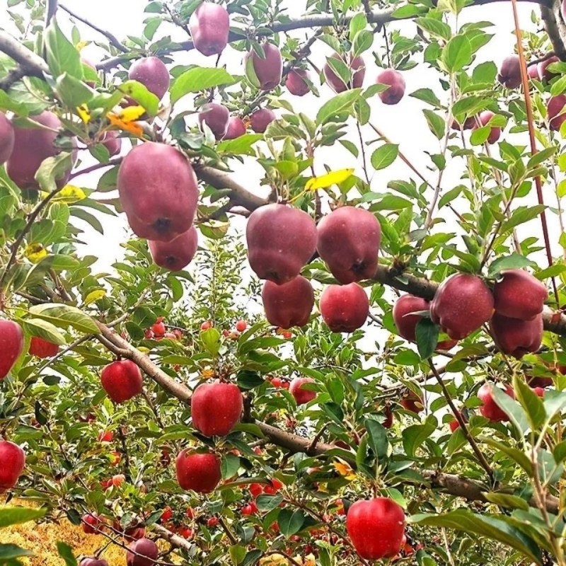 嫁接苹果苗红蛇果苗花牛苹果苗当年结果南方北方种植花牛果树