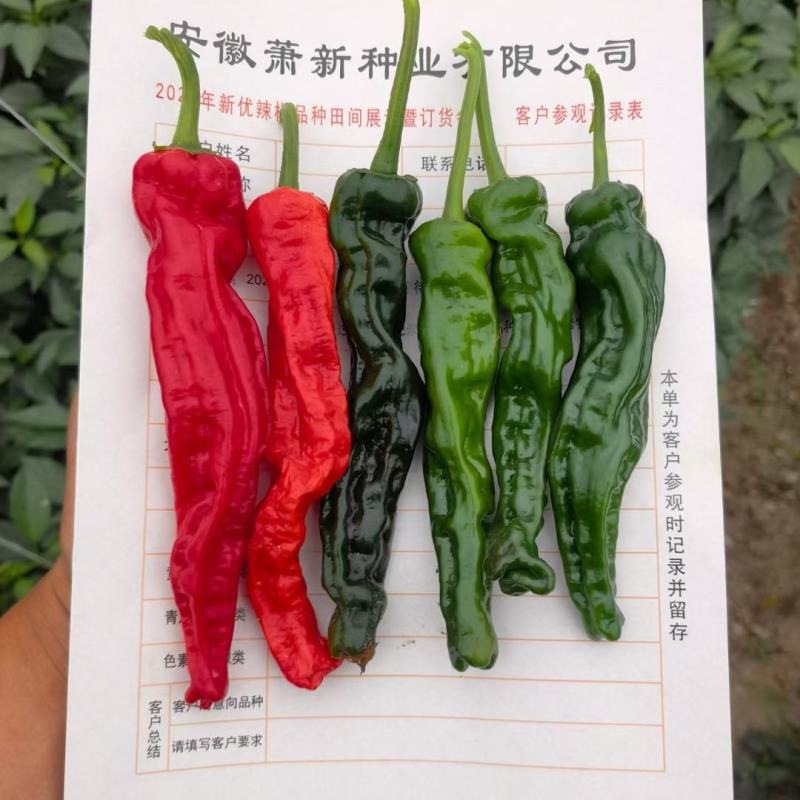 黑绿皮皱皮椒种子特辣大果型皱皱辣种籽黑金刚皱皮辣椒种子