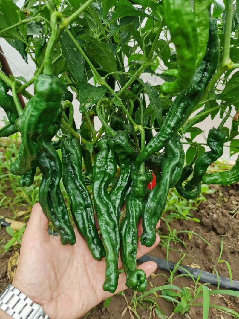黑绿皮皱皮椒种子特辣大果型皱皱辣种籽黑金刚皱皮辣椒种子