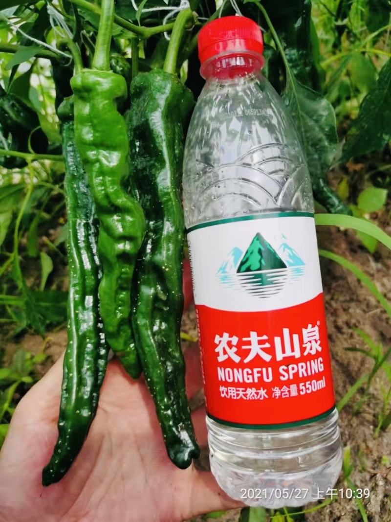 黑绿皮皱皮椒种子特辣大果型皱皱辣种籽黑金刚皱皮辣椒种子
