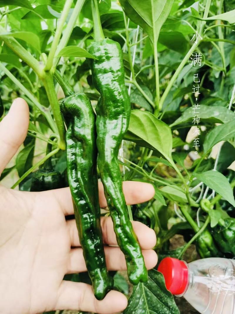黑绿皮皱皮椒种子特辣大果型皱皱辣种籽黑金刚皱皮辣椒种子