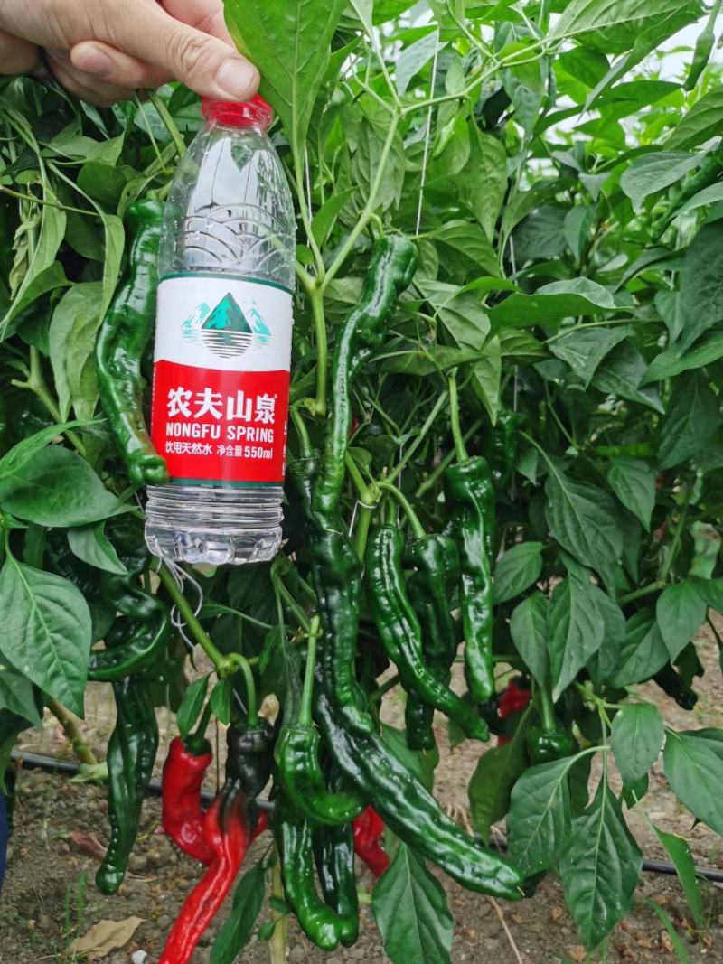 黑绿皮皱皮椒种子特辣大果型皱皱辣种籽黑金刚皱皮辣椒种子