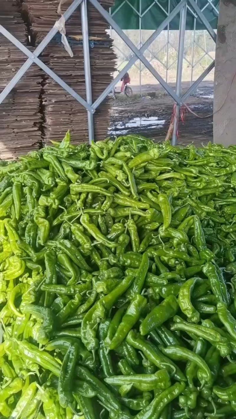 鲜辣椒，精品301泡椒#薄皮椒#线椒#螺丝椒，大量上市