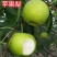 新品种苹果梨树苗嫁接特大梨苗南方北方种植盆栽地栽果树当年