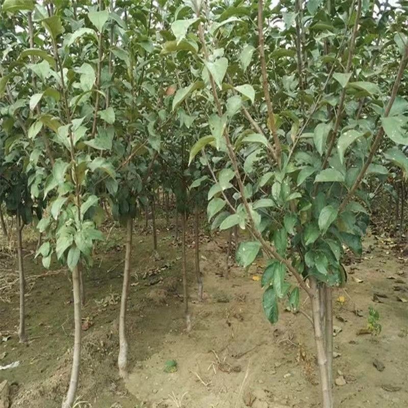 新品种苹果梨树苗嫁接特大梨苗南方北方种植盆栽地栽果树当年