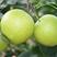 新品种苹果梨树苗嫁接特大梨苗南方北方种植盆栽地栽果树当年
