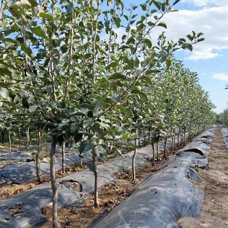 新品种苹果梨树苗嫁接特大梨苗南方北方种植盆栽地栽果树当年