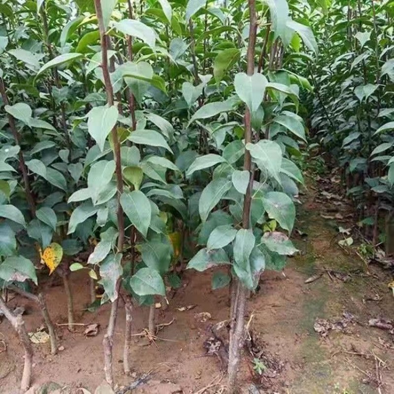 新品种苹果梨树苗嫁接特大梨苗南方北方种植盆栽地栽果树当年