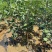 新品种苹果梨树苗嫁接特大梨苗南方北方种植盆栽地栽果树当年