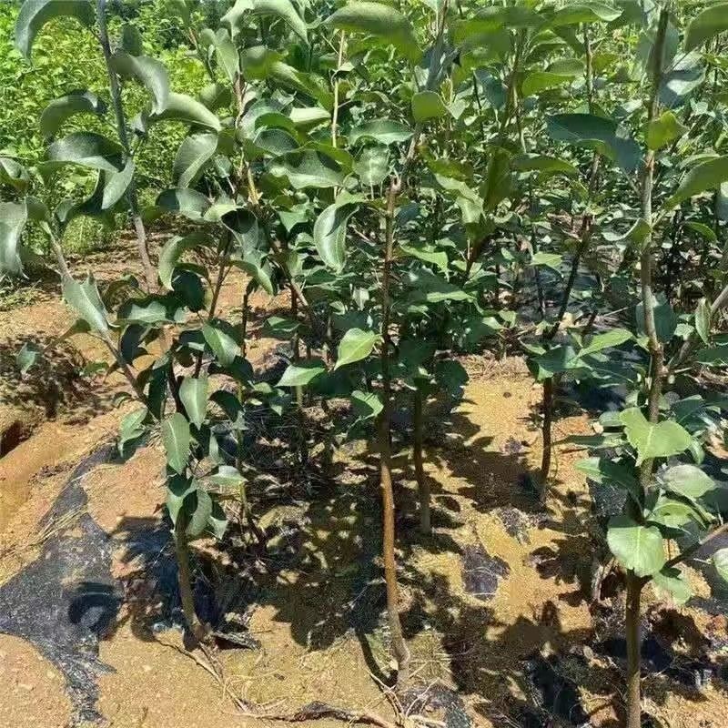 新品种苹果梨树苗嫁接特大梨苗南方北方种植盆栽地栽果树当年