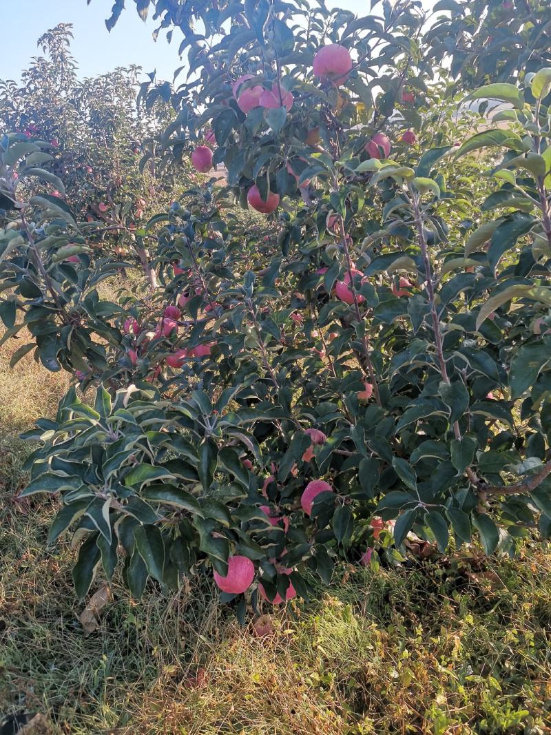 寒富苹果颜色好个头大自己果园
