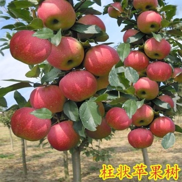 柱状苹果润太一号嫁接矮化果树苗南方北方四季种植盆栽地栽水