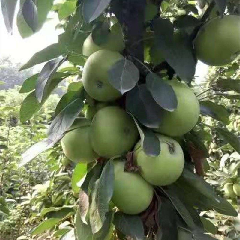 柱状苹果润太一号嫁接矮化果树苗南方北方四季种植盆栽地栽水