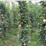 柱状苹果润太一号嫁接矮化果树苗南方北方四季种植盆栽地栽水