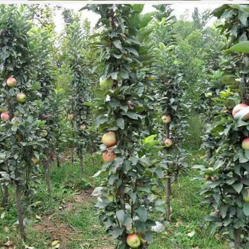 柱状苹果润太一号嫁接矮化果树苗南方北方四季种植盆栽地栽水