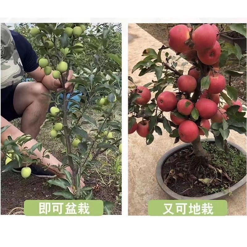 柱状苹果润太一号嫁接矮化果树苗南方北方四季种植盆栽地栽水