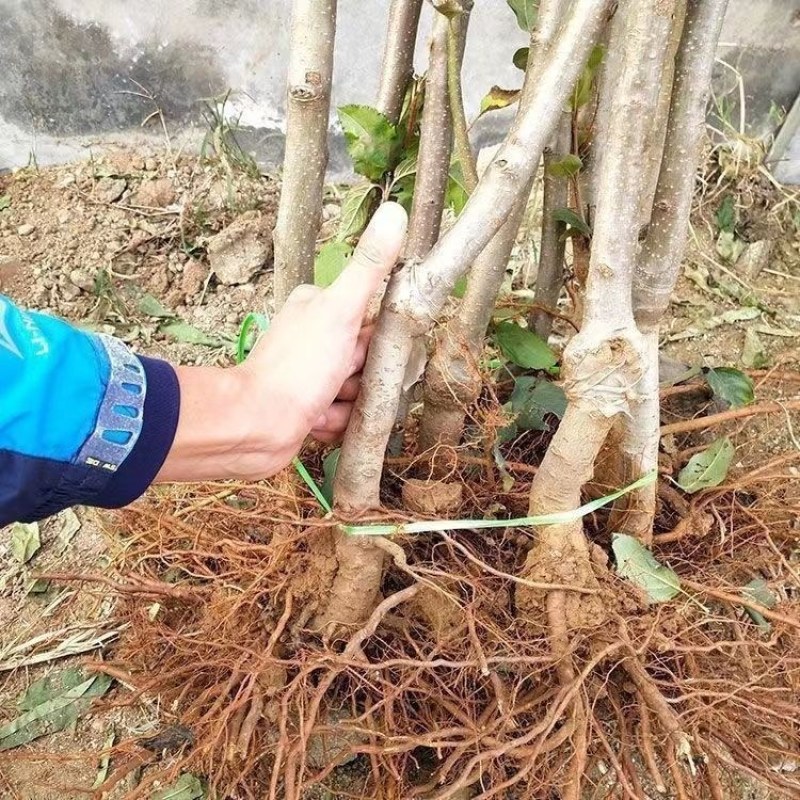 柱状苹果润太一号嫁接矮化果树苗南方北方四季种植盆栽地栽水