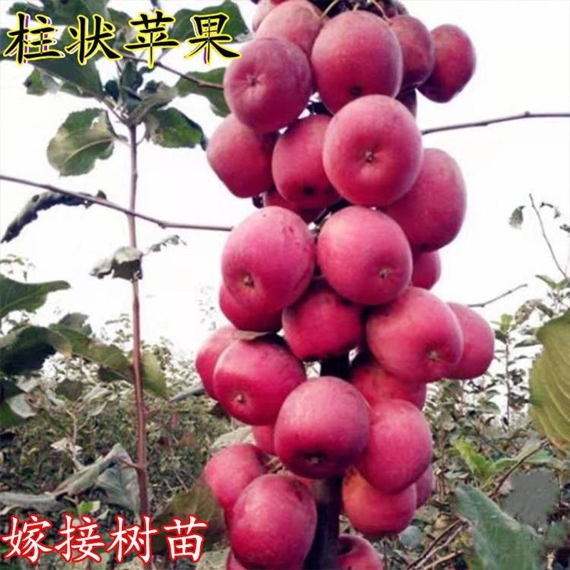 柱状苹果润太一号嫁接矮化果树苗南方北方四季种植盆栽地栽水