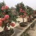 柱状苹果润太一号嫁接矮化果树苗南方北方四季种植盆栽地栽水