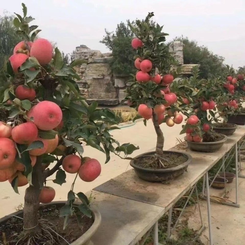 柱状苹果润太一号嫁接矮化果树苗南方北方四季种植盆栽地栽水