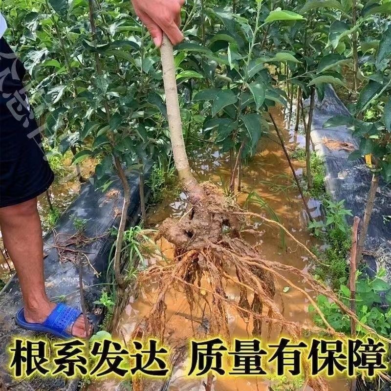 柱状苹果润太一号嫁接矮化果树苗南方北方四季种植盆栽地栽水