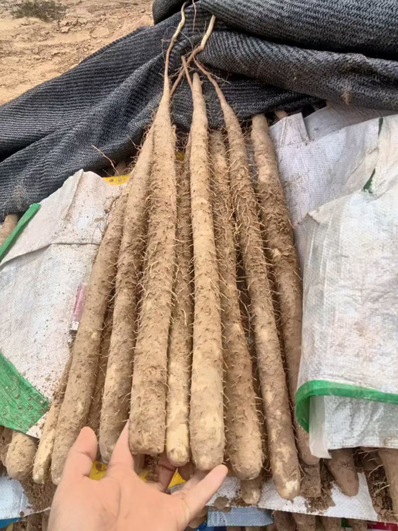 小白最白玉双棒大货二户湾扁佛手货源充足