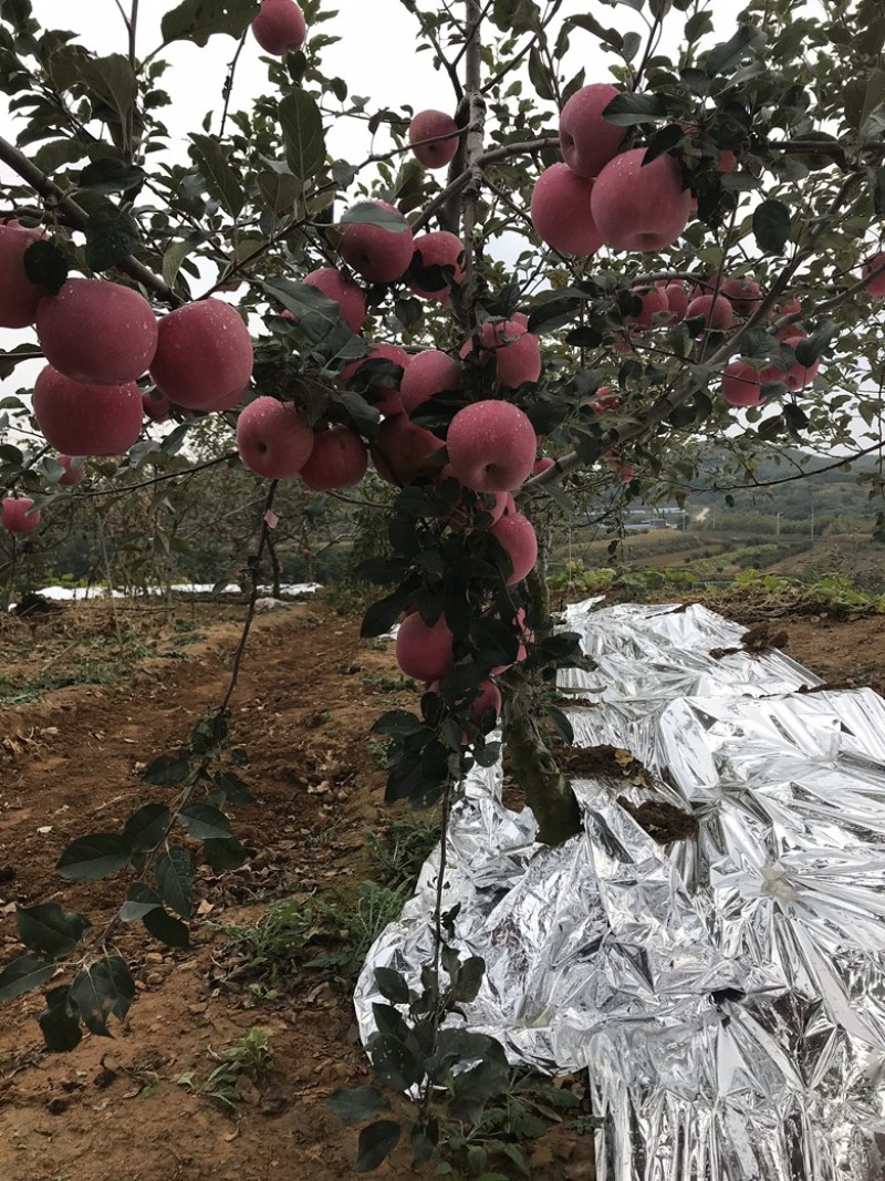羊粪种植的红富士苹果