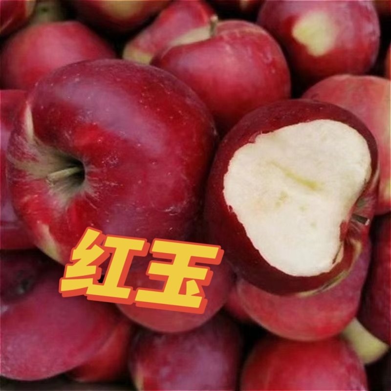 红玉苹果树苗南北方庭院地栽特大阳台盆栽正宗嫁接耐寒抗旱果