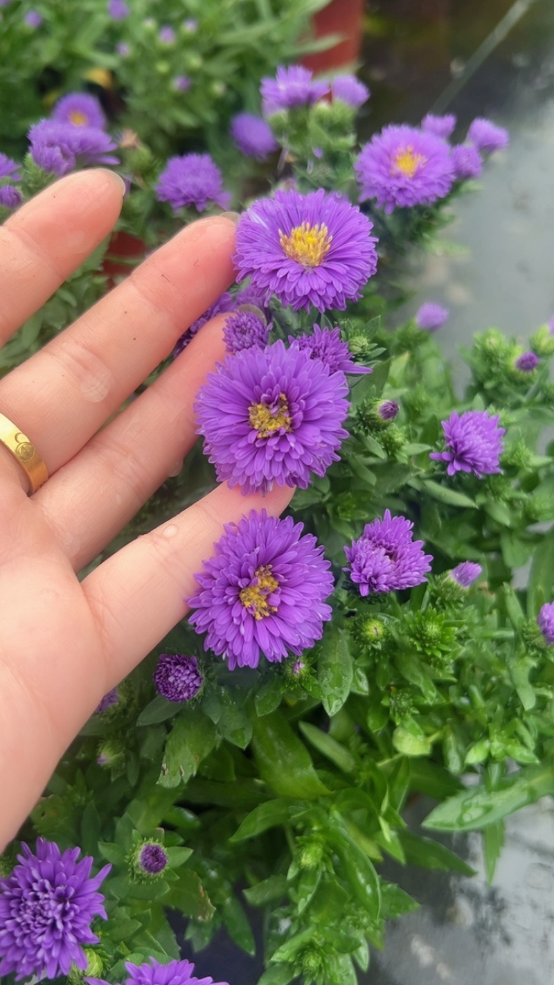 180杯翠菊，荷重瓣荷兰菊基地大量批发