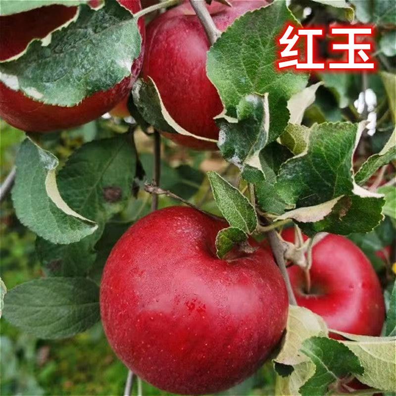 红玉苹果树苗南北方庭院地栽特大阳台盆栽正宗嫁接耐寒抗旱果